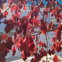 прекрасный октябрь :: Елена Шаламова