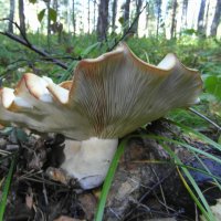 Великан. :: nadyasilyuk Вознюк Великан. :: nadyasilyuk Вознюк