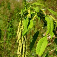 Амарант. :: nadyasilyuk Вознюк