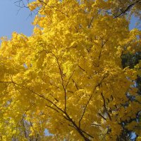 В золотую осень :: Елена Семигина