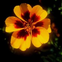 **** :: Елена Семигина