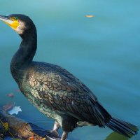 Чёрный  баклан :: Валентин Семчишин