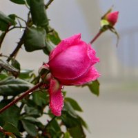 Как трепетны в тумане лепестки... :: Татьяна Смоляниченко