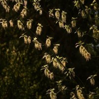 Волшебный свет в лесу :: Анастасия Ильина