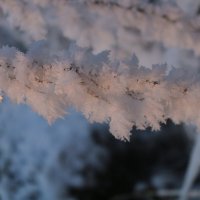 Мохнатый иней :: Ольга 