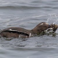 турпан. :: юрий макаров