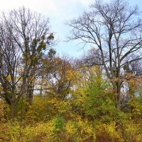 Ноябрь :: Рита Симонова