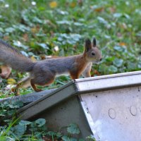 Белка :: Константин Анисимов