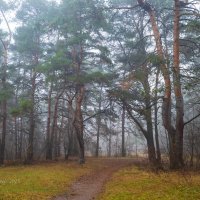 Туманная природа :: Александр Синдерёв