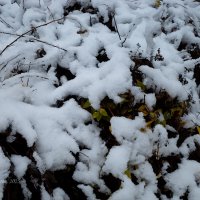 Первый снег :: Александр Синдерёв