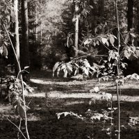 Фотография :: Денис Безногов