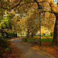 Осенние аллеи :: Юрий. Шмаков