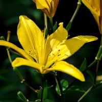 *** :: Виктор Иванович Чернюк