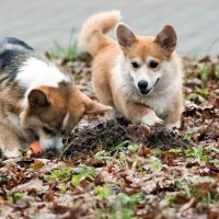 "Дай поиграть!" :: Владимир Безбородов