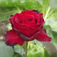 Роза :: Freddy 97