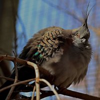 Бронзово-крылый голубь :: Аркадий Басович