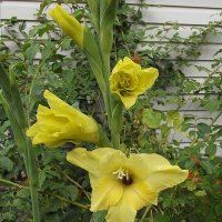 Гладиолус :: Freddy 97