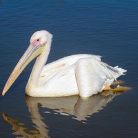 Пеликан. :: Александр 