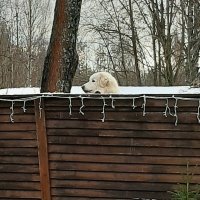 Наблюдатель :: Наталья Герасимова Наблюдатель :: Наталья Герасимова