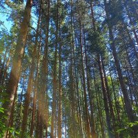 Чем выше взбираюсь, тем знойное марево гуще :: Hope 