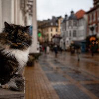 Сторожила.. :: Лилия . Сторожила.. :: Лилия .