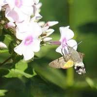 Бражник :: ZNatasha -