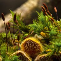 инкогнито 2 :: Va-Dim ... инкогнито 2 :: Va-Dim ...