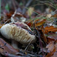 ! :: Вен Гъновски