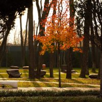 Украшение. :: Юрий Полторыхин.