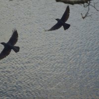 Птицы в полёте :: Мария Яковлева