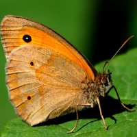 опять про бабочек...91 :: Александр Прокудин