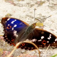 опять про бабочек...94 :: Александр Прокудин