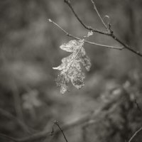 ... :: василий 