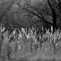 В паутине-тени облетевших ветвей... :: Светлана 