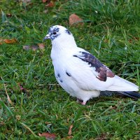 Белоснежный красавец :: Светлана 