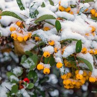 ... :: Светлана Ищенко