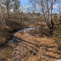 В лесу :: Андрей Хлопонин