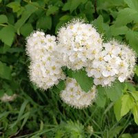 Спирея :: Любовь Сахарова