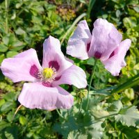 Маки :: Любовь Сахарова