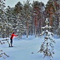 Декабрь...В сказочном  зимнем лесу! :: Владимир 