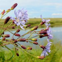 Цикорий. :: nadyasilyuk Вознюк Цикорий. :: nadyasilyuk Вознюк