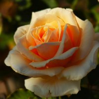 Доброе утро :: Юрий. Шмаков Доброе утро :: Юрий. Шмаков