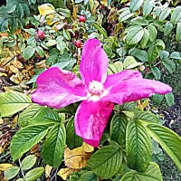 Цветы. :: Владимир Драгунский