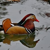 Мандаринка... :: Николай Саржанов