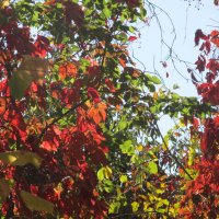 сентябрь :: Елена Шаламова