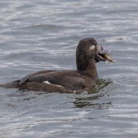 турпан. :: юрий макаров турпан. :: юрий макаров