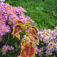 Колеус :: Игорь Сикорский