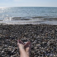 Природа Крыма :: Amazing Cosmea