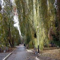 *** :: Валентина Береснева