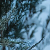 ❄️ :: Наталья